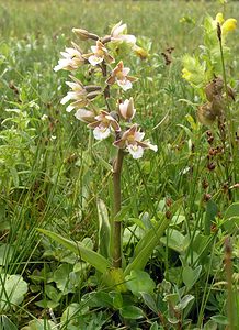 Epipactis palustris (Orchidaceae)  - Épipactis des marais - Marsh Helleborine  [Pays-Bas] 25/06/2005