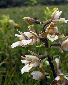 Epipactis palustris (Orchidaceae)  - Épipactis des marais - Marsh Helleborine  [Pays-Bas] 25/06/2005