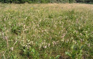Epipactis palustris (Orchidaceae)  - Épipactis des marais - Marsh Helleborine  [Pays-Bas] 25/06/2005