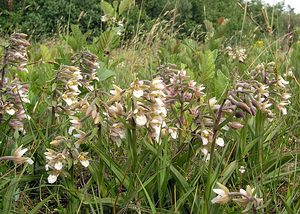 Epipactis palustris (Orchidaceae)  - Épipactis des marais - Marsh Helleborine  [Pays-Bas] 25/06/2005