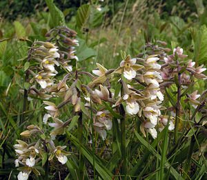 Epipactis palustris (Orchidaceae)  - Épipactis des marais - Marsh Helleborine  [Pays-Bas] 25/06/2005