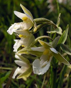 Epipactis palustris (Orchidaceae)  - Épipactis des marais - Marsh Helleborine  [Pays-Bas] 25/06/2005