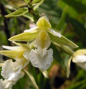 Epipactis palustris (Orchidaceae)  - Épipactis des marais - Marsh Helleborine  [Pays-Bas] 25/06/2005