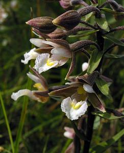 Epipactis palustris (Orchidaceae)  - Épipactis des marais - Marsh Helleborine  [Pays-Bas] 25/06/2005