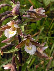 Epipactis palustris (Orchidaceae)  - Épipactis des marais - Marsh Helleborine  [Pays-Bas] 25/06/2005