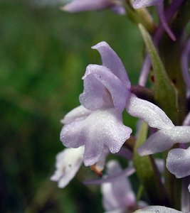 Gymnadenia conopsea (Orchidaceae)  - Gymnadénie moucheron, Orchis moucheron, Orchis moustique - Fragrant Orchid Aube [France] 03/06/2005 - 250m