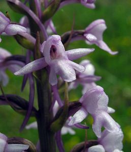 Gymnadenia conopsea (Orchidaceae)  - Gymnadénie moucheron, Orchis moucheron, Orchis moustique - Fragrant Orchid Aube [France] 03/06/2005 - 340m