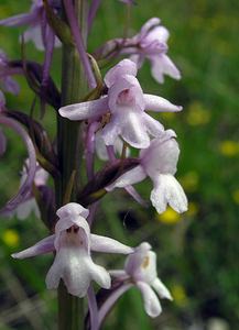 Gymnadenia conopsea (Orchidaceae)  - Gymnadénie moucheron, Orchis moucheron, Orchis moustique - Fragrant Orchid Aube [France] 03/06/2005 - 340m