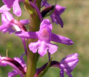 Gymnadenia conopsea (Orchidaceae)  - Gymnadénie moucheron, Orchis moucheron, Orchis moustique - Fragrant Orchid Marne [France] 18/06/2005 - 220m