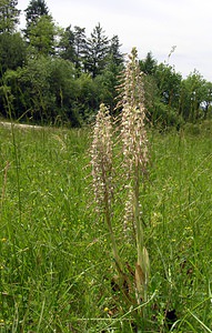 Himantoglossum hircinum (Orchidaceae)  - Himantoglosse bouc, Orchis bouc, Himantoglosse à odeur de bouc - Lizard Orchid Aube [France] 03/06/2005 - 230m