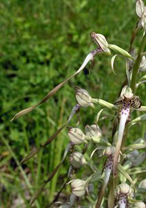 Himantoglossum hircinum (Orchidaceae)  - Himantoglosse bouc, Orchis bouc, Himantoglosse à odeur de bouc - Lizard Orchid Aube [France] 03/06/2005 - 230m