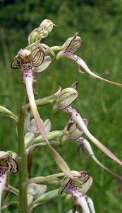 Himantoglossum hircinum (Orchidaceae)  - Himantoglosse bouc, Orchis bouc, Himantoglosse à odeur de bouc - Lizard Orchid Aube [France] 03/06/2005 - 230m