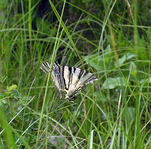 Iphiclides podalirius (Papilionidae)  - Flambé - Scarce Swallowtail Cote-d'Or [France] 05/06/2005 - 350m