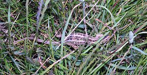 Lacerta agilis (Lacertidae)  - Lézard des souches, Lézard agile - Sand Lizard Marne [France] 18/06/2005 - 220m