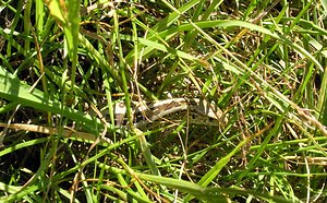 Lacerta agilis (Lacertidae)  - Lézard des souches, Lézard agile - Sand Lizard Marne [France] 18/06/2005 - 220m