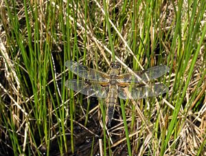 Libellula quadrimaculata (Libellulidae)  - Libellule quadrimaculée, Libellule à quatre taches - Four-spotted Chaser Ardennes [France] 12/06/2005 - 350m