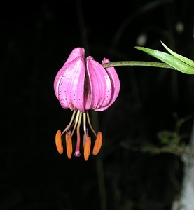 Lilium martagon (Liliaceae)  - Lis martagon, Lis de Catherine - Martagon Lily Cote-d'Or [France] 05/06/2005 - 560m