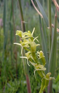 Liparis loeselii var. ovata (Orchidaceae)  - Liparis ovale  [Pays-Bas] 25/06/2005