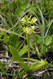 Liparis loeselii var. ovata (Orchidaceae)  - Liparis ovale  [Pays-Bas] 25/06/2005