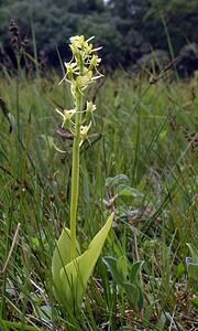 Liparis loeselii var. ovata (Orchidaceae)  - Liparis ovale  [Pays-Bas] 25/06/2005