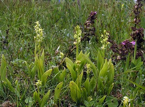 Liparis loeselii var. ovata (Orchidaceae)  - Liparis ovale  [Pays-Bas] 25/06/2005