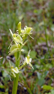 Liparis loeselii var. ovata (Orchidaceae)  - Liparis ovale  [Pays-Bas] 25/06/2005