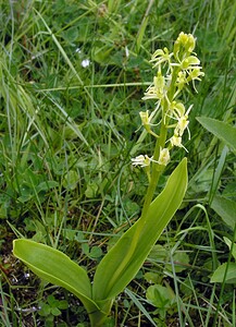 Liparis loeselii var. ovata (Orchidaceae)  - Liparis ovale  [Pays-Bas] 25/06/2005