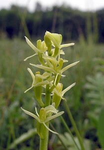 Liparis loeselii var. ovata (Orchidaceae)  - Liparis ovale  [Pays-Bas] 25/06/2005