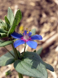 Lysimachia foemina (Primulaceae)  - Lysimaque bleue, Mouron femelle, Mouron bleu - Blue Pimpernel Aube [France] 03/06/2005 - 250mnoter les p?tales plus ?troits et surtout ? bords glabres, ce qui permet la distinction avec la forme bleue d'Anagallis arvensis