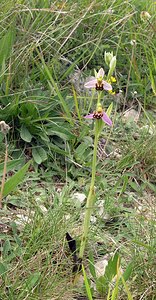 Ophrys apifera (Orchidaceae)  - Ophrys abeille - Bee Orchid Aube [France] 03/06/2005 - 340m