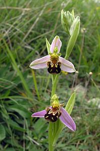 Ophrys apifera (Orchidaceae)  - Ophrys abeille - Bee Orchid Aube [France] 03/06/2005 - 340m