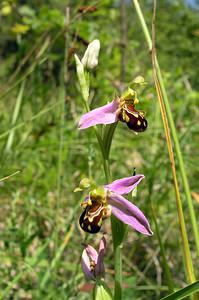 Ophrys apifera (Orchidaceae)  - Ophrys abeille - Bee Orchid Marne [France] 18/06/2005 - 220m