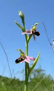 Ophrys apifera (Orchidaceae)  - Ophrys abeille - Bee Orchid Marne [France] 18/06/2005 - 220m