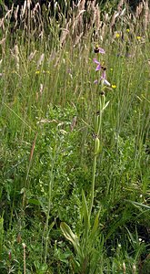 Ophrys apifera (Orchidaceae)  - Ophrys abeille - Bee Orchid  [Pays-Bas] 25/06/2005