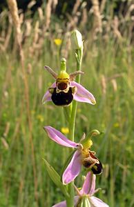 Ophrys apifera (Orchidaceae)  - Ophrys abeille - Bee Orchid  [Pays-Bas] 25/06/2005