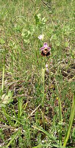 Ophrys fuciflora (Orchidaceae)  - Ophrys bourdon, Ophrys frelon - Late Spider-orchid Aube [France] 03/06/2005 - 250m