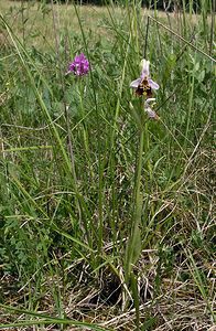 Ophrys fuciflora (Orchidaceae)  - Ophrys bourdon, Ophrys frelon - Late Spider-orchid Aube [France] 03/06/2005 - 250m