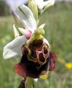 Ophrys fuciflora (Orchidaceae)  - Ophrys bourdon, Ophrys frelon - Late Spider-orchid Aube [France] 03/06/2005 - 250m