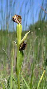 Ophrys fuciflora (Orchidaceae)  - Ophrys bourdon, Ophrys frelon - Late Spider-orchid Marne [France] 18/06/2005 - 220m