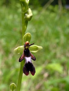 Ophrys insectifera (Orchidaceae)  - Ophrys mouche - Fly Orchid Cote-d'Or [France] 04/06/2005 - 370m