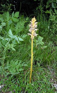 Orobanche alsatica (Orobanchaceae)  - Orobanche d'Alsace Aube [France] 03/06/2005 - 340mparasite sur peucedanum cervaria