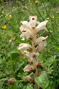 Orobanche caryophyllacea (Orobanchaceae)  - Orobanche oeillet, Orobanche giroflée, Orobanche à odeur d'oeillet, Orobanche du gaillet - Bedstraw Broomrape Aube [France] 03/06/2005 - 230m