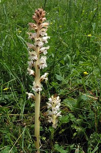 Orobanche caryophyllacea (Orobanchaceae)  - Orobanche oeillet, Orobanche giroflée, Orobanche à odeur d'oeillet, Orobanche du gaillet - Bedstraw Broomrape Aube [France] 03/06/2005 - 230m