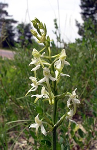 Platanthera bifolia (Orchidaceae)  - Platanthère à deux feuilles, Platanthère à fleurs blanches - Lesser Butterfly-orchid Aube [France] 03/06/2005 - 250m