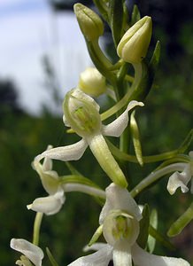 Platanthera bifolia (Orchidaceae)  - Platanthère à deux feuilles, Platanthère à fleurs blanches - Lesser Butterfly-orchid Aube [France] 03/06/2005 - 250m