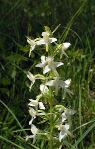 Platanthera bifolia (Orchidaceae)  - Platanthère à deux feuilles, Platanthère à fleurs blanches - Lesser Butterfly-orchid Aube [France] 03/06/2005 - 250m