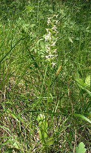 Platanthera bifolia (Orchidaceae)  - Platanthère à deux feuilles, Platanthère à fleurs blanches - Lesser Butterfly-orchid Aube [France] 03/06/2005 - 250m