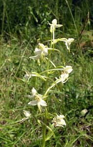 Platanthera bifolia (Orchidaceae)  - Platanthère à deux feuilles, Platanthère à fleurs blanches - Lesser Butterfly-orchid Marne [France] 18/06/2005 - 130m