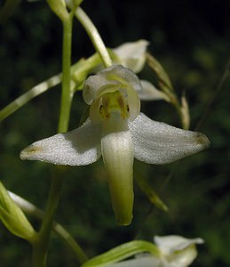 Platanthera bifolia (Orchidaceae)  - Platanthère à deux feuilles, Platanthère à fleurs blanches - Lesser Butterfly-orchid Marne [France] 18/06/2005 - 130m