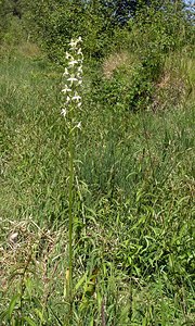 Platanthera bifolia (Orchidaceae)  - Platanthère à deux feuilles, Platanthère à fleurs blanches - Lesser Butterfly-orchid Marne [France] 18/06/2005 - 220m